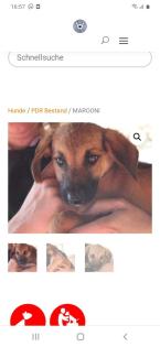 Tolle Welpen, Junghunde Hundesenioren