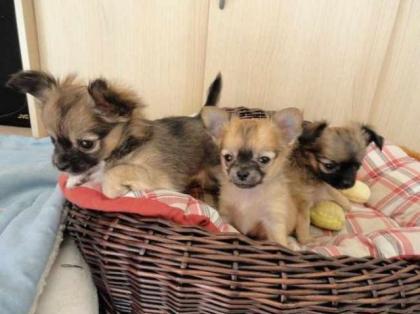 Wunderschöne und Bildhübsche-Chihuahuawelpen-langhaar mit Papiere