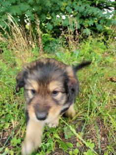Border Collie - Labrador Welpen Mischlinge