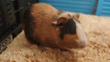 Meerschweinchen Mädchen und Kastrate