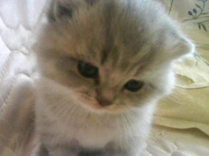 Süsse BKH Kurzhaar Kitten männlich