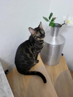 Reinrassiger Bengal Kater mit Stammbaum