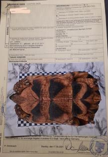 Breitrandschildkröten