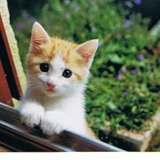 Fideler Kater Rosso sucht neues Revier