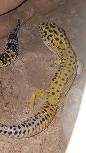Leopardgeckos, 1 Männlein, 2 Weiblein sowie 1 weibliches Jungtier