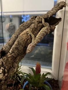 Tokeh Gekko-Gecko