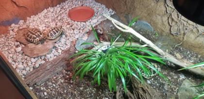 3 Griechische Landschildkröten mit Terrarium und Zubehör