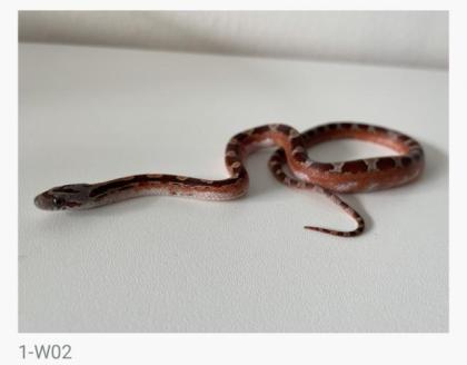 Bloodred Pied Sided het. Hypo Kornnattern Jungtiere Nachzuchten 2022