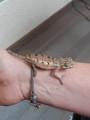 Pantherchameleons - Furcifer pardalis - Jungtiere zu verkaufen