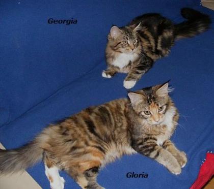 2 süße Maine Coon Mädels 5 Monate