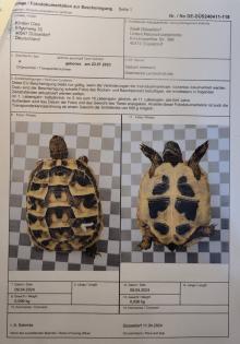 Griechische Landschildkröten NZ 2022 und NZ 2023