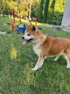 Akita Inu Hündin