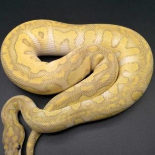 Hobbyaufgabe Königspython Python Regius Ball Python