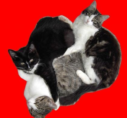 3 Jungkatzen abzugeben