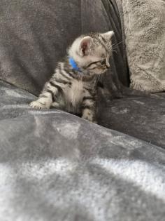 BKH Silver Tabby Kitten Reinrassig