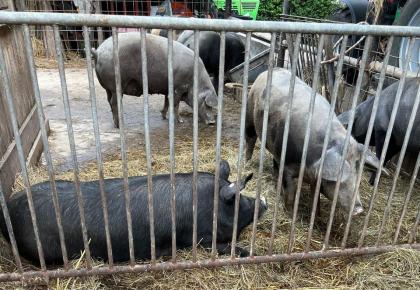 Schweine Freiland