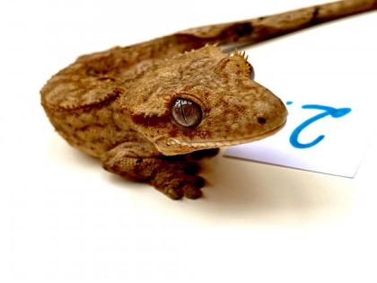 Kronengeckos Rhacodactylus syn. Correlophus ciliatus