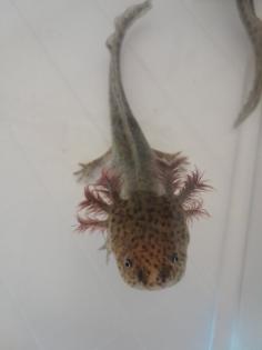 Axolotl Nachzucht abzugeben