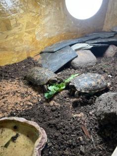 Spaltenschildkröte Malacochersus tornieri