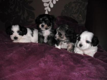 ChihuahuaShi-Tzu/Coton de Tulear Edelmixwelpen