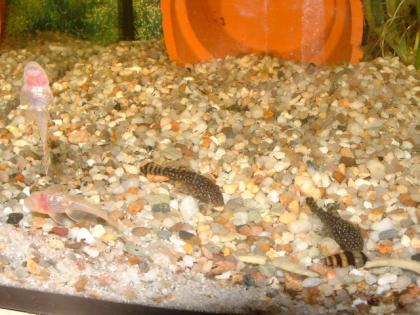 Schöner Nachwuchs Antennenwelse braun und goldene Albinos abzugeben