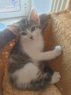 Katzen Kinder Kitten