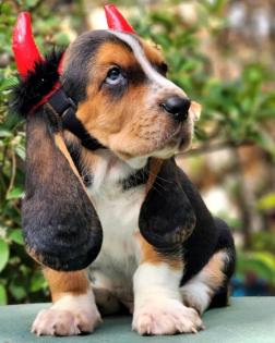 Basset Hound Welpen für Tierliebhaber