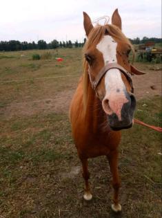 Welsh Pony Mix Stute