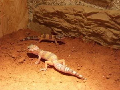 Leopardgeckos - Nachzucht 2021