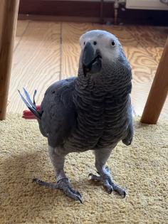 Dringend Graupapagei sucht zuhause
