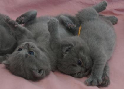 BKH Britisch Kurz Haar 4 Kitten alle Weiblich grau-Blau gesund
