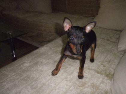 Zwerg Pinscher Rüde