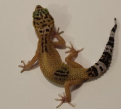 Leopardgeckos