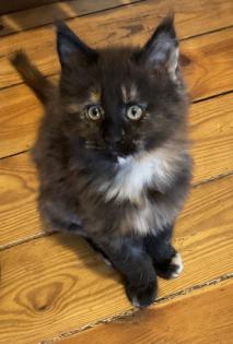 Maine Coon Kitten suchen ihr zukünftiges zu Hause