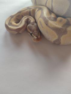 Königspython regius Banana