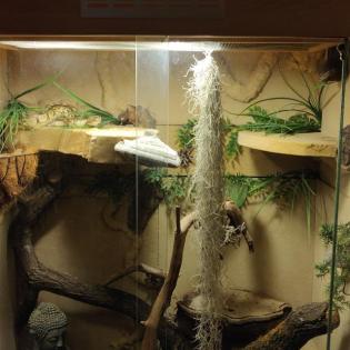 Panorama Terrarium inkl Python Pastel Lesser Männchen