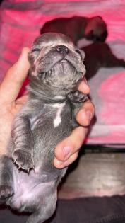 Französische Bulldogge
