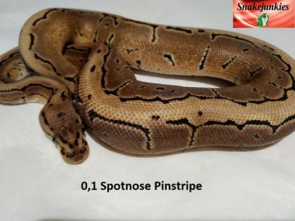 Königspython Nachzucht Woma, Pinstripe, Spotnose, Ghost und mehr