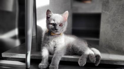 BKH blue Kitten - auszugbereit - reinrassig - Britisch Kurzhaar