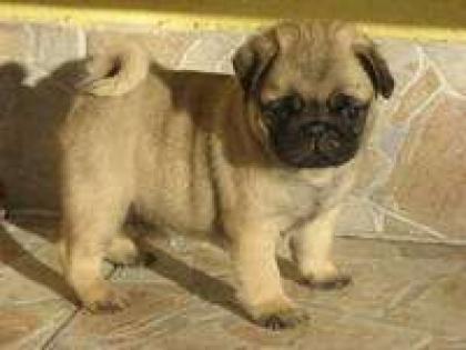 Mops Welpen