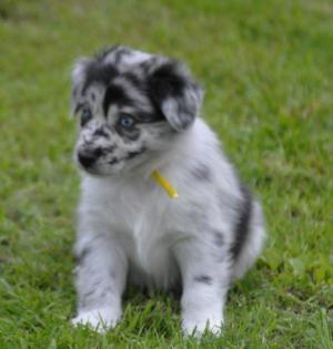 Australian Shepherd Welpen suchen ein liebevolles Zuhause