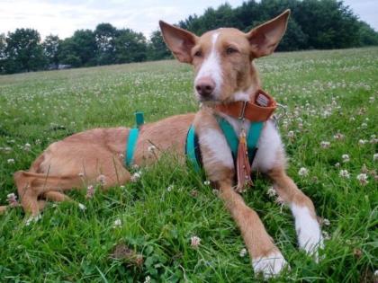 Wunderschöne Podenca 3 Jahre sucht Liebhaber