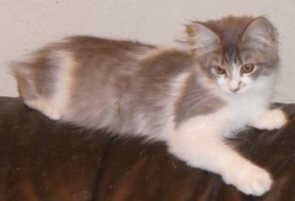 Maine Coonkitten in verschiedenen Farben zu verkaufen