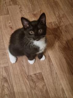 Katzenbaby 12 Wochen alt