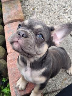 Französische bulldogge welpe