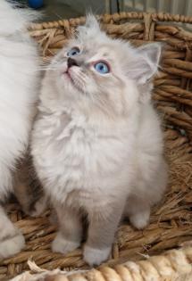 Zuckersüße Ragdoll Kitten