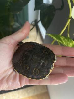 Karibische Schmuckschildkröte Wasserschildkröte