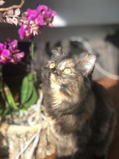 Katze Dori sucht ein liebevolles Zuhause