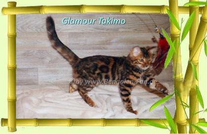 Cahsmere Bengal Kater sehr lieb pfiffig Evtl. sogar mit Zuchtfreigabe