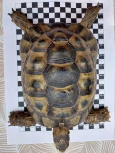 Maurische Landschildkröte, Bock 15 Jahre alt